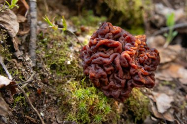Sahte Morel 'in (Gyromitra esculenta) beyin benzeri başlığı orman tabanından çürüyen yapraklar, dallar ve çimenlerin arasından çıkar. Doğal orman ortamında zehirli yaban mantarının eşsiz dokusu..
