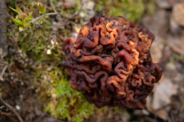 Sahte Morel 'in (Gyromitra esculenta) beyin benzeri başlığı orman tabanından çürüyen yapraklar, dallar ve çimenlerin arasından çıkar. Doğal orman ortamında zehirli yaban mantarının eşsiz dokusu..