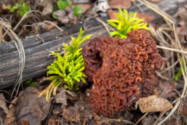 Sahte Morel 'in (Gyromitra esculenta) beyin benzeri başlığı orman tabanından çürüyen yapraklar, dallar ve çimenlerin arasından çıkar. Doğal orman ortamında zehirli yaban mantarının eşsiz dokusu..
