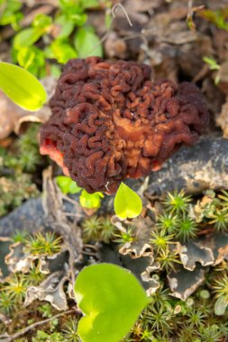 Sahte Morel 'in (Gyromitra esculenta) beyin benzeri başlığı orman tabanından çürüyen yapraklar, dallar ve çimenlerin arasından çıkar. Doğal orman ortamında zehirli yaban mantarının eşsiz dokusu..