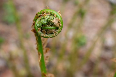 Taze kıvrımlı eğrelti otu yaprağı ilkbaharda ıslak ormanlık alanlarda orman zemininde çürüyen kahverengi yapraklardan ortaya çıkar..
