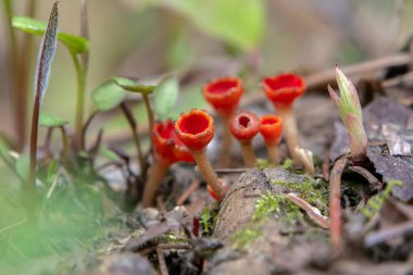 Canlı kırmızı bardak mantarları veya Microstoma çıkıntısı ilkbaharda çürüyen yosunlu dallar, kahverengi yapraklar ve çimenler arasında bir orman zemininde bir kümede yetişir..