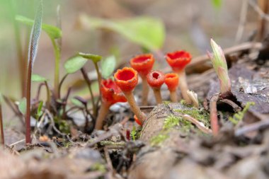 Canlı kırmızı bardak mantarları veya Microstoma çıkıntısı ilkbaharda çürüyen yosunlu dallar, kahverengi yapraklar ve çimenler arasında bir orman zemininde bir kümede yetişir..