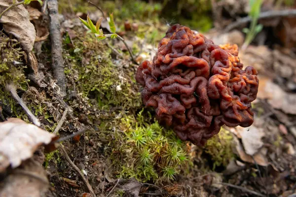 Sahte Morel 'in (Gyromitra esculenta) beyin benzeri başlığı orman tabanından çürüyen yapraklar, dallar ve çimenlerin arasından çıkar. Doğal orman ortamında zehirli yaban mantarının eşsiz dokusu..
