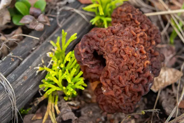 Sahte Morel 'in (Gyromitra esculenta) beyin benzeri başlığı orman tabanından çürüyen yapraklar, dallar ve çimenlerin arasından çıkar. Doğal orman ortamında zehirli yaban mantarının eşsiz dokusu..