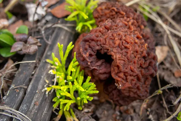 Sahte Morel 'in (Gyromitra esculenta) beyin benzeri başlığı orman tabanından çürüyen yapraklar, dallar ve çimenlerin arasından çıkar. Doğal orman ortamında zehirli yaban mantarının eşsiz dokusu..
