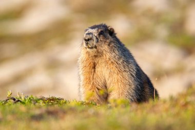 Şirin ve tüylü bir dağ sıçanı. Dağlardaki dağlık dağlarda altın saat güneş ışığının tadını çıkarıyor..