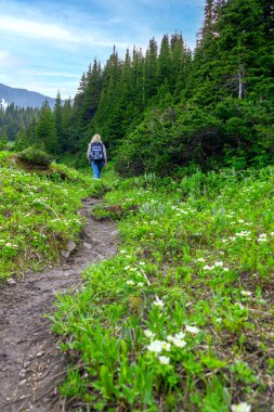 Dişi yürüyüşçü baharda yüksek bir dağ yoluna tırmanıyor, ladin ağaçları arasındaki patika ve baharda çiçek açan Amerikan yer küreleri. Tumbler Ridge Geopark (Windfall Gölü), BC, Kanada