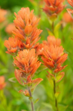 Alp çayırlarında yeşil yapraklı turuncu Hint boya fırçası (Castilleja) güzel yaz çiçekleri..