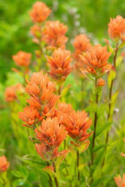 Alp çayırlarında yeşil yapraklı turuncu Hint boya fırçası (Castilleja) güzel yaz çiçekleri..