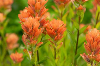 Alp çayırlarında yeşil yapraklı turuncu Hint boya fırçası (Castilleja) güzel yaz çiçekleri..