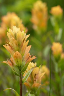 Sarı Hint boya fırçasının (Castilleja) parlak güzel yaz çiçekleri Alp çayırlarında yeşil yapraklar.