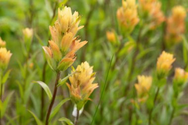 Sarı Hint boya fırçasının (Castilleja) parlak güzel yaz çiçekleri Alp çayırlarında yeşil yapraklar.