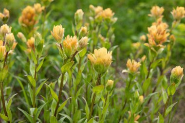 Sarı Hint boya fırçasının (Castilleja) parlak güzel yaz çiçekleri Alp çayırlarında yeşil yapraklar.