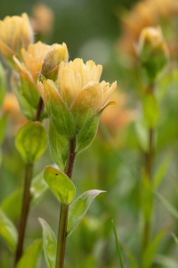 Sarı Hint boya fırçasının (Castilleja) parlak güzel yaz çiçekleri Alp çayırlarında yeşil yapraklar.