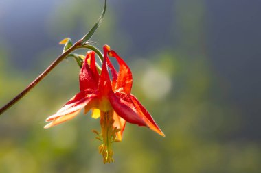 Yeşil yeşillik arka planda yaz çayırlarında açan güzel kırmızı sütunlu kır çiçeği..