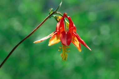 Yeşil yeşillik arka planda yaz çayırlarında açan güzel kırmızı sütunlu kır çiçeği..
