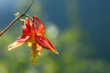 Yeşil yeşillik arka planda yaz çayırlarında açan güzel kırmızı sütunlu kır çiçeği..