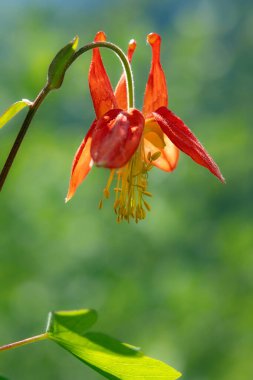 Yeşil yeşillik arka planda yaz çayırlarında açan güzel kırmızı sütunlu kır çiçeği..