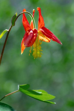Yeşil yeşillik arka planda yaz çayırlarında açan güzel kırmızı sütunlu kır çiçeği..