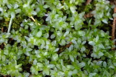 Rhizomnium 'un yeşil halısı psödopunctatum ya da nemli bölgede yaz aylarında Alp ormanlarında yetişen benekli yosun..