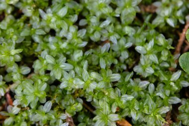 Rhizomnium 'un yeşil halısı psödopunctatum ya da nemli bölgede yaz aylarında Alp ormanlarında yetişen benekli yosun..