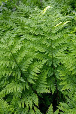 Athyrium filix-femina 'nın yoğun yaprakları, kadın eğreltiotu ya da sıradan kadın eğreltiotu, yazın ormanlık alanda büyük gölgeli bir çalı yetişir..