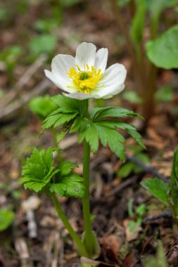 Trollius laxus 'un (Amerikan yerçiçeği) beyaz güzel çiçeği ve yaz subalpine otlaklarında yeşil yapraklar..