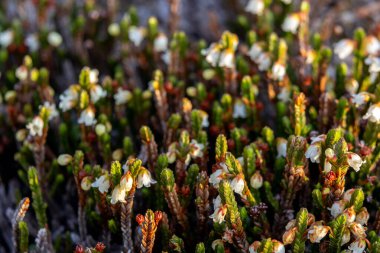 Cassiope mertensiana 'nın şirin beyaz çiçekleri (Batı yosun fundalığı veya Beyaz dağ fundalığı) baharda Alp çayır' da yetişir..