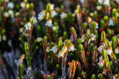 Cassiope mertensiana 'nın şirin beyaz çiçekleri (Batı yosun fundalığı veya Beyaz dağ fundalığı) baharda Alp çayır' da yetişir..
