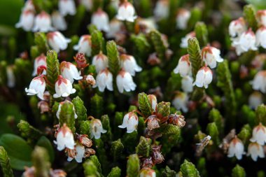 Cassiope mertensiana 'nın şirin beyaz çiçekleri (Batı yosun fundalığı veya Beyaz dağ fundalığı) baharda Alp çayır' da yetişir..