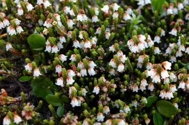 Cassiope mertensiana 'nın şirin beyaz çiçekleri (Batı yosun fundalığı veya Beyaz dağ fundalığı) baharda Alp çayır' da yetişir..