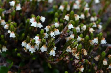Cassiope mertensiana 'nın şirin beyaz çiçekleri (Batı yosun fundalığı veya Beyaz dağ fundalığı) baharda Alp çayır' da yetişir..