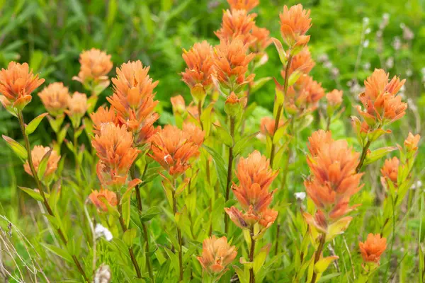 Alp çayırlarında yeşil yapraklı turuncu Hint boya fırçası (Castilleja) güzel yaz çiçekleri..