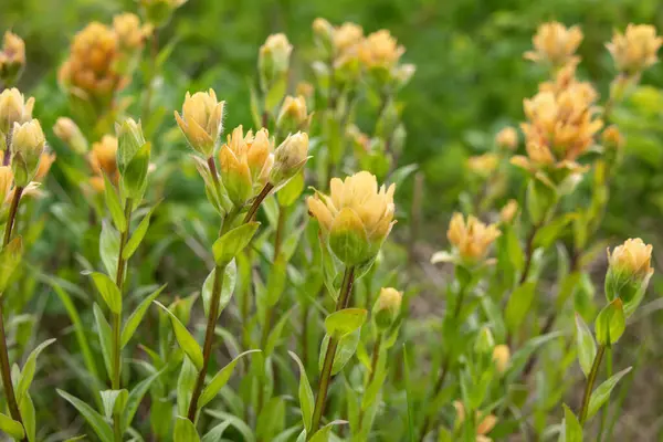 Sarı Hint boya fırçasının (Castilleja) parlak güzel yaz çiçekleri Alp çayırlarında yeşil yapraklar.