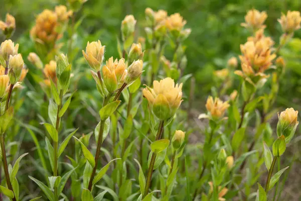 Sarı Hint boya fırçasının (Castilleja) parlak güzel yaz çiçekleri Alp çayırlarında yeşil yapraklar.