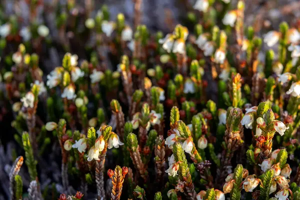 Cassiope mertensiana 'nın şirin beyaz çiçekleri (Batı yosun fundalığı veya Beyaz dağ fundalığı) baharda Alp çayır' da yetişir..