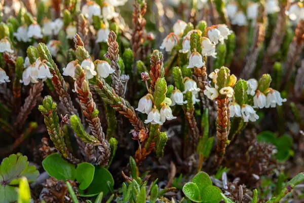 Cassiope mertensiana 'nın şirin beyaz çiçekleri (Batı yosun fundalığı veya Beyaz dağ fundalığı) baharda Alp çayır' da yetişir..