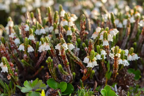 Cassiope mertensiana 'nın şirin beyaz çiçekleri (Batı yosun fundalığı veya Beyaz dağ fundalığı) baharda Alp çayır' da yetişir..