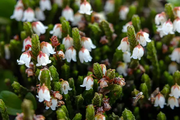 Cassiope mertensiana 'nın şirin beyaz çiçekleri (Batı yosun fundalığı veya Beyaz dağ fundalığı) baharda Alp çayır' da yetişir..