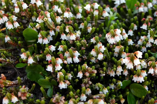 Cassiope mertensiana 'nın şirin beyaz çiçekleri (Batı yosun fundalığı veya Beyaz dağ fundalığı) baharda Alp çayır' da yetişir..