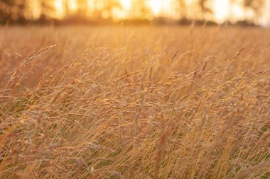 Tarım alanında büyüyen çimenler, yakın plan olgun kafalar. Çayırlarda gün batımı, altın ışık.