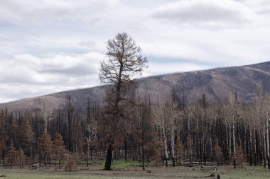 Scenic landscape photo of devastating aftermaths of wildfires in the forested area in mountains with fresh green grass growing. Jasper national park, Canada.