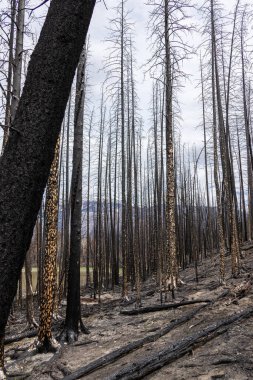 Vahşi yangından sonra dağ ormanının yanmış kara ağaçlarının vahşi doğasında dramatik bir sahne..