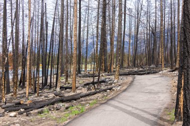 Vahşi yangından sonra dağ ormanının yanmış kara ağaçlarının vahşi doğasında dramatik bir sahne..