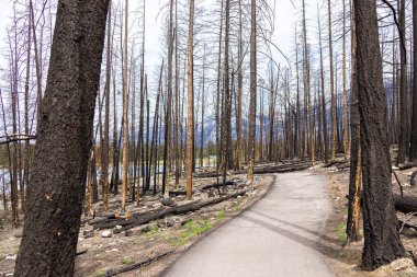 Vahşi yangından sonra dağ ormanının yanmış kara ağaçlarının vahşi doğasında dramatik bir sahne..