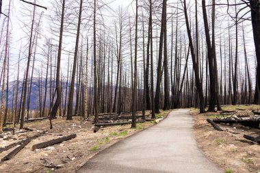 Vahşi yangından sonra dağ ormanının yanmış kara ağaçlarının vahşi doğasında dramatik bir sahne..