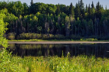 Küçük orman gölünün güzel manzarası, yeşil ağaçlar ve mavi gökyüzü arasındaki sakin sular. Sıcak güneşin aydınlattığı yeşil çimenler ve orman.