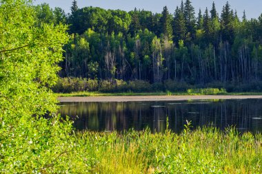 Küçük orman gölünün güzel manzarası, yeşil ağaçlar ve mavi gökyüzü arasındaki sakin sular. Sıcak güneşin aydınlattığı yeşil çimenler ve orman.