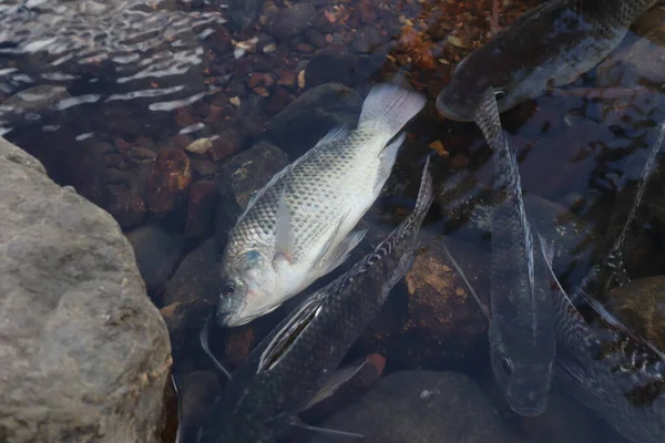 Одна Рыба Погибла Поверхности Реки Эффект Загрязнения Воды — стоковое фото